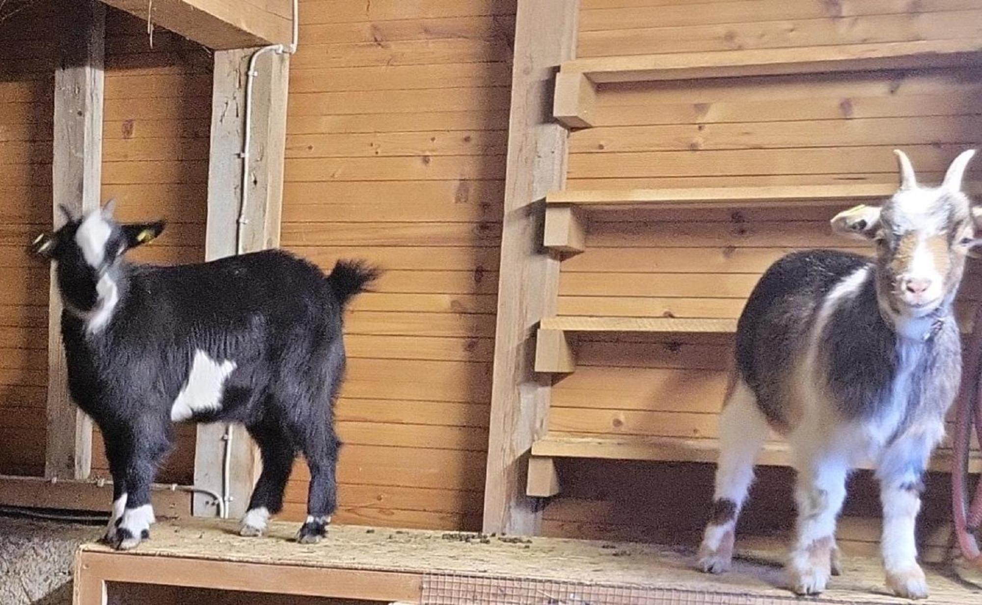Ferienwohnung Goldfasan Lam Zewnętrze zdjęcie